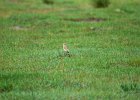Tapuit (Northern wheatear) Oenanthe oenanthe - Khogno Khan 11-08-2016 (1)